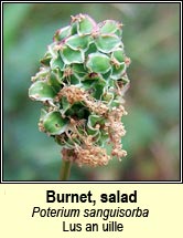burnet,salad (lus an uille)