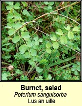 burnet,salad (lus an uille)