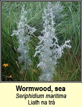 wormwood,sea (liath na trá)