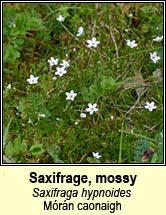 saxifrage,mossy (mrn caonaigh)