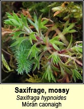 saxifrage,mossy (mrn caonaigh)