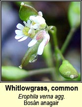 whitlowgrass (bosn anagair)