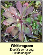 whitlow grass (bosn anagair)