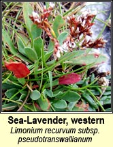 sea-lavender,rock (lus liath aille)