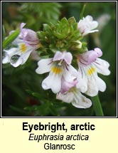 eyebright, arctic