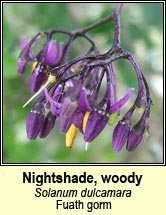 nightshade,woody (fuath gorm)