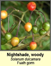 nightshade,woody (fuath gorm)