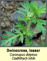swinecress,lesser (cladhthach mhn)