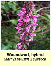 woundwort,hybrid