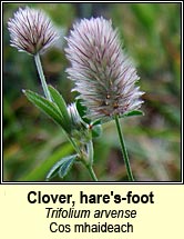 clover,hares-foot (cos mhaideach)