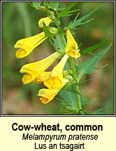 cow-wheat (lus an tsagairt)