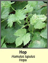 hop (hopa)