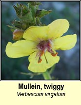 mullein,twiggy