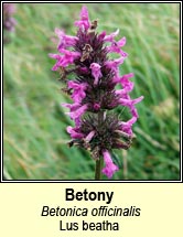 betony (lus beatha)