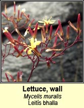 lettuce,wall (leits bhalla)
