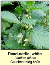dead-nettle,white (teanga mhn)