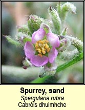 spurrey,sand (Cabris dhuimhche)