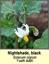 nightshade,black (fuath dubh)