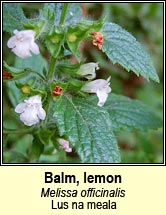 balm (lus na meala)