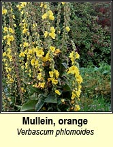 mullein,orange