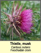 thistle,musk (feochadn crom)