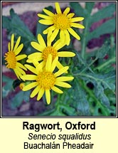 ragwort,oxford (Buachaln Pheadair)