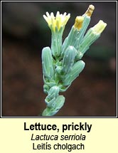 lettuce,prickly (leits cholgach)