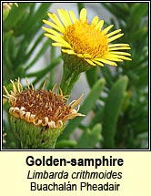 golden-samphire (ailleann Pheadair)