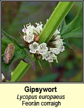 gipsywort (feorn corraigh )