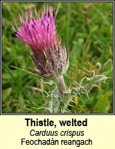 thistle,welted (feochadn reangach)