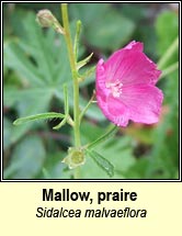 mallow,praire