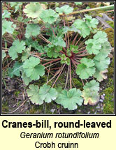 cranesbill,round-leaved (crobh cruinn)