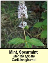 mint,spear (cartlainn gharra)