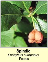 spindle (feoras)