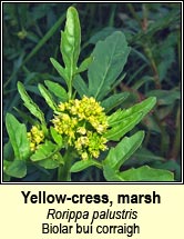 yellow-cress,marsh (biolar bu corraigh)