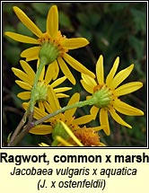 ragwort,common x marsh