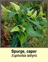 spurge,caper