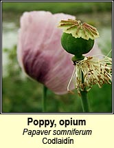 poppy,opium (codlaidn)