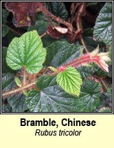 bramble,chinese