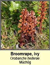 broomrape,ivy (mchg mhr)