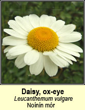 daisy,ox-eye (nóinín mór)