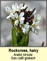 rockcress,hairy (gas caill giobach)