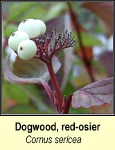 dogwood, red-osier