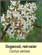 dogwood, red-osier