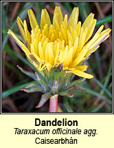 dandelions (caisearrbhán)