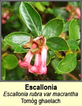escallonia (tomg ghlaech)