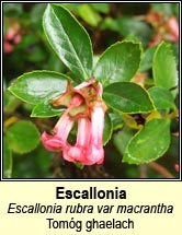 escallonia (tomg ghaelach)