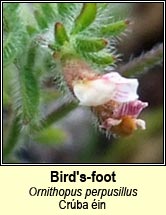 birds-foot (crba in)