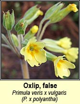 oxlip,false