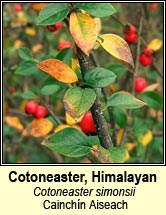 cotoneaster,himalayan (cainchn Aiseach)